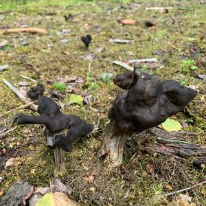 Fluted Black Helvella