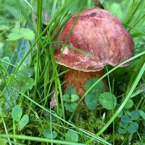 Lurid Bolete