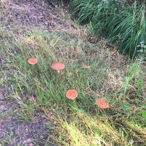 Orange Birch Bolete