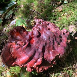 Shining Ganoderma