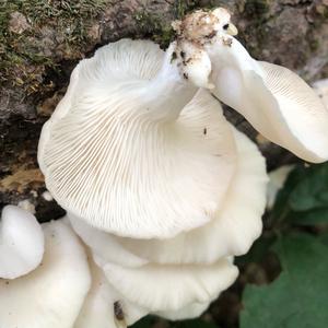 Oyster Mushroom