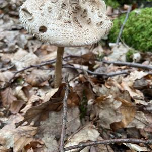 Parasol Mushroom