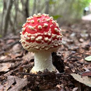 Fly Agaric