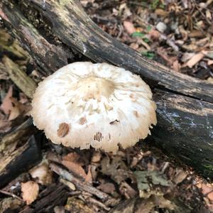 Parasol Mushroom