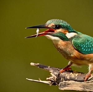 Eisvogel