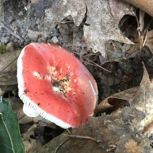 Tall Russula