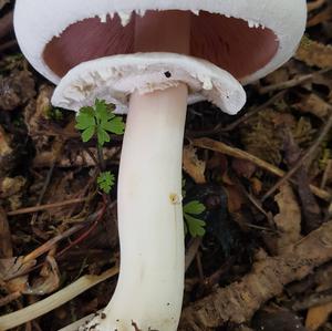 Yellow-foot Agaric