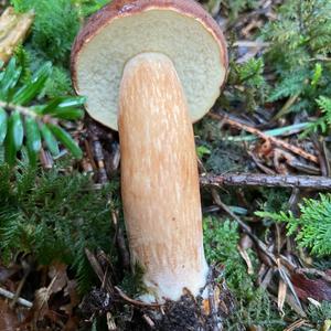 Bay Bolete