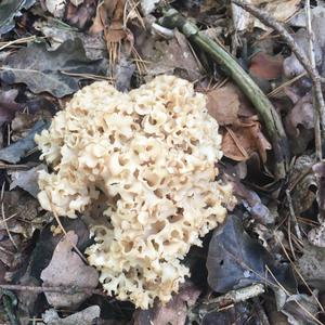 Eastern Cauliflower Mushroom