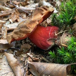 Dotted-stem Bolete