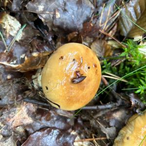 Unknown Species