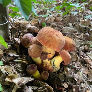 Lurid Bolete