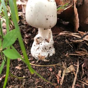 Destroying Angel