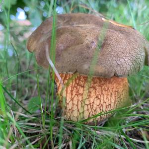 Lurid Bolete