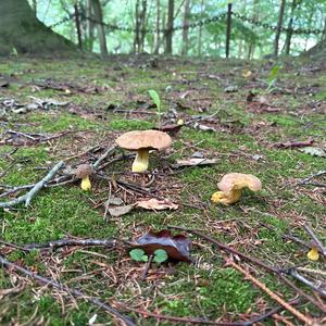 Bay Bolete