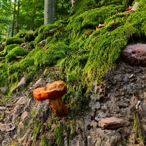 Dotted-stem Bolete