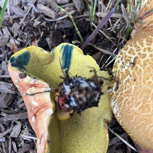 Bluing Bolete