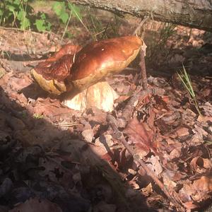 Summer Bolete