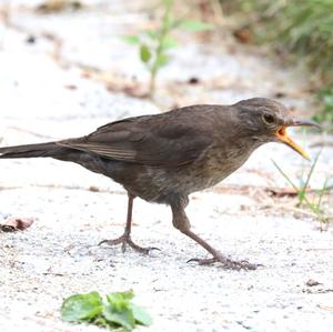 Eurasian Blackbird