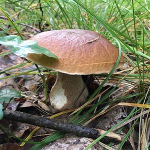 Summer Bolete