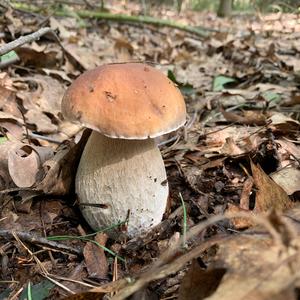 King Bolete