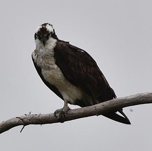 Osprey