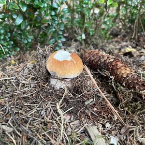 Summer Bolete