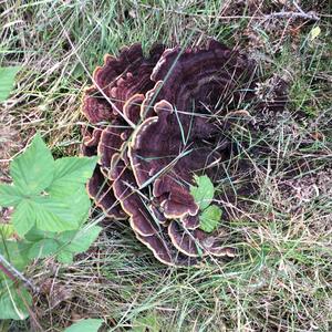 Pine Dye Polypore