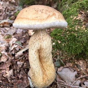 Bitter Bolete