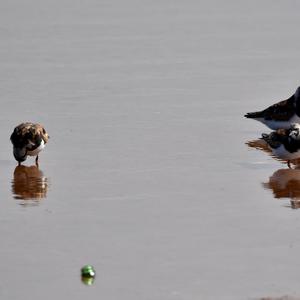 Ruddy Turnstone