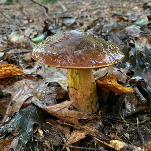 Dotted-stem Bolete