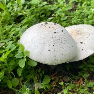 Meadow Agaric