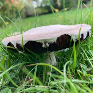 Meadow Agaric