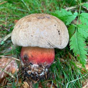 Scarlet-stemmed Bolete