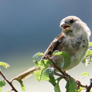 House Sparrow