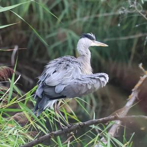 Grey Heron