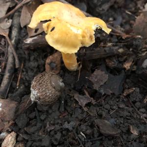 Chanterelle, Common