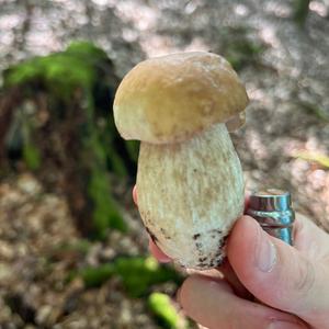 King Bolete