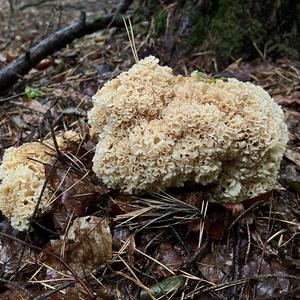 Eastern Cauliflower Mushroom