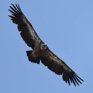 Griffon Vulture