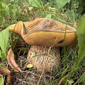 Lurid Bolete