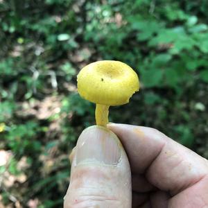 Chanterelle, Common