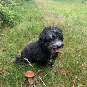 King Bolete