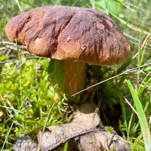 King Bolete