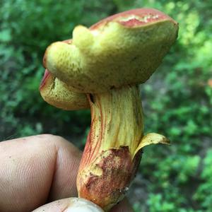 Red-cracked Bolete