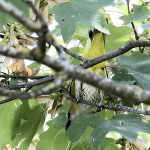 Eurasian Golden Oriole