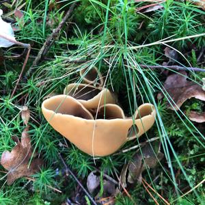 Lemon Peel Fungus