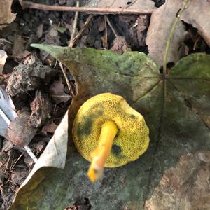 Red-cracked Bolete