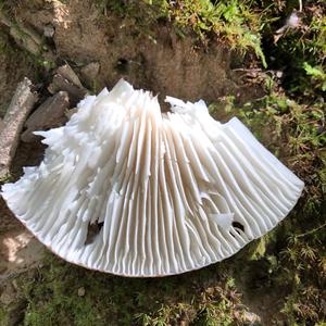 Fawn Mushroom