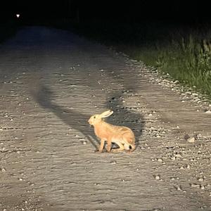 European Hare